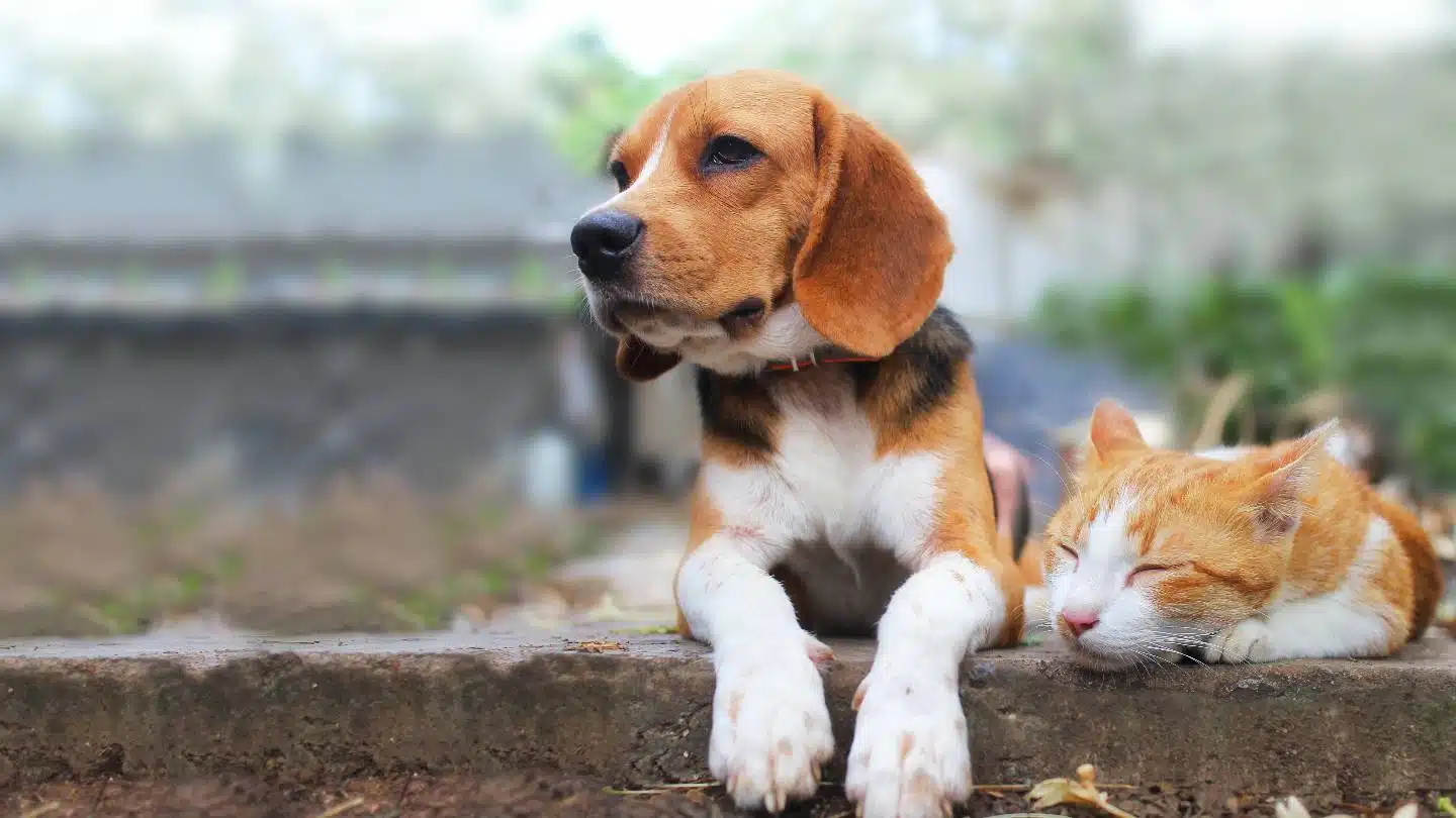 Mutuelle pour chien les témoignages des propriétaires